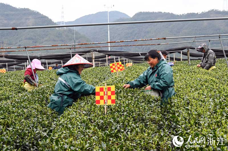 工人采茶忙。人民網(wǎng)記者 葉賓得攝