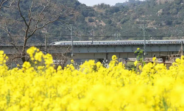 前方到站：“學(xué)院風(fēng)”花海