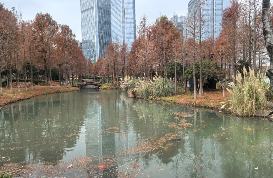 公園內(nèi)的湖面。網(wǎng)友供圖