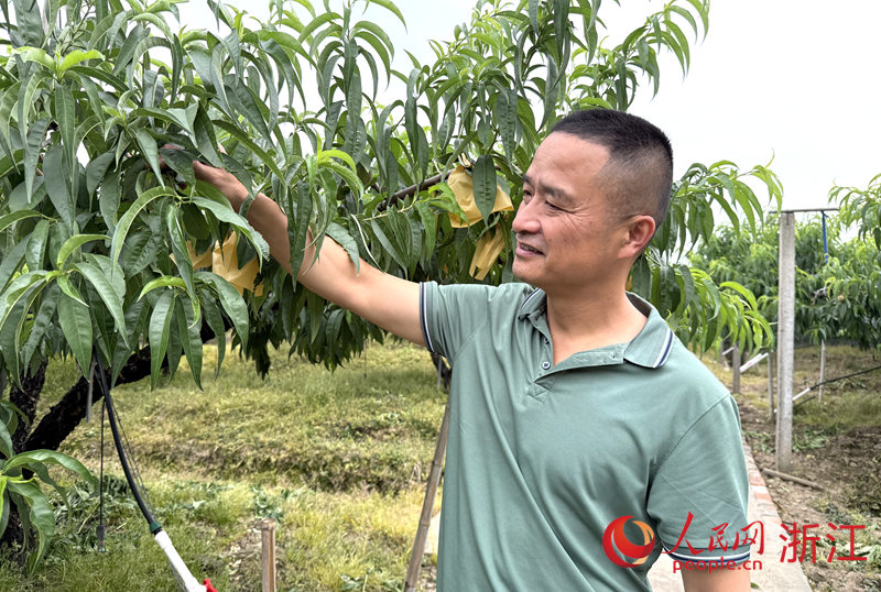 應華興在果園內(nèi)檢查水蜜桃的套袋情況。人民網(wǎng) 方彭依夢攝