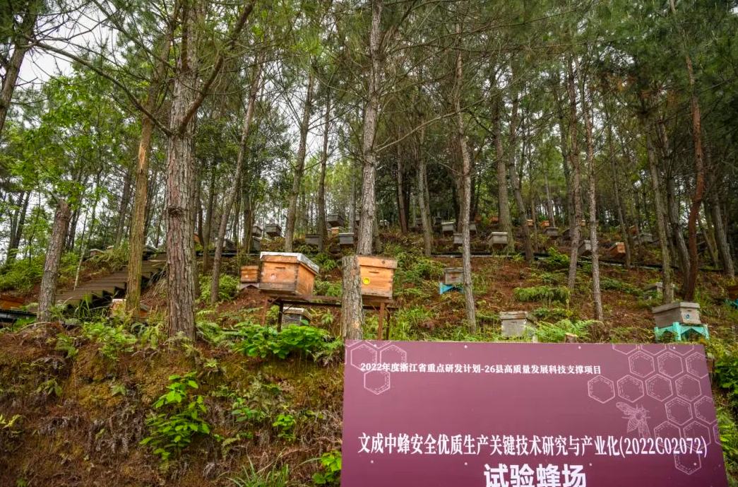 打通 “品質(zhì)+品牌” 任督二脈！文成中蜂產(chǎn)業(yè) “甜蜜升級”