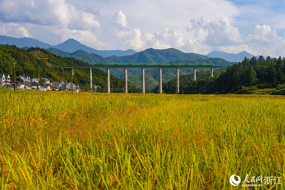 浙江省龍泉市各地田間地頭，沉甸甸的稻穗隨風(fēng)起伏，翻涌成金色浪濤。人民網(wǎng) 章勇濤攝