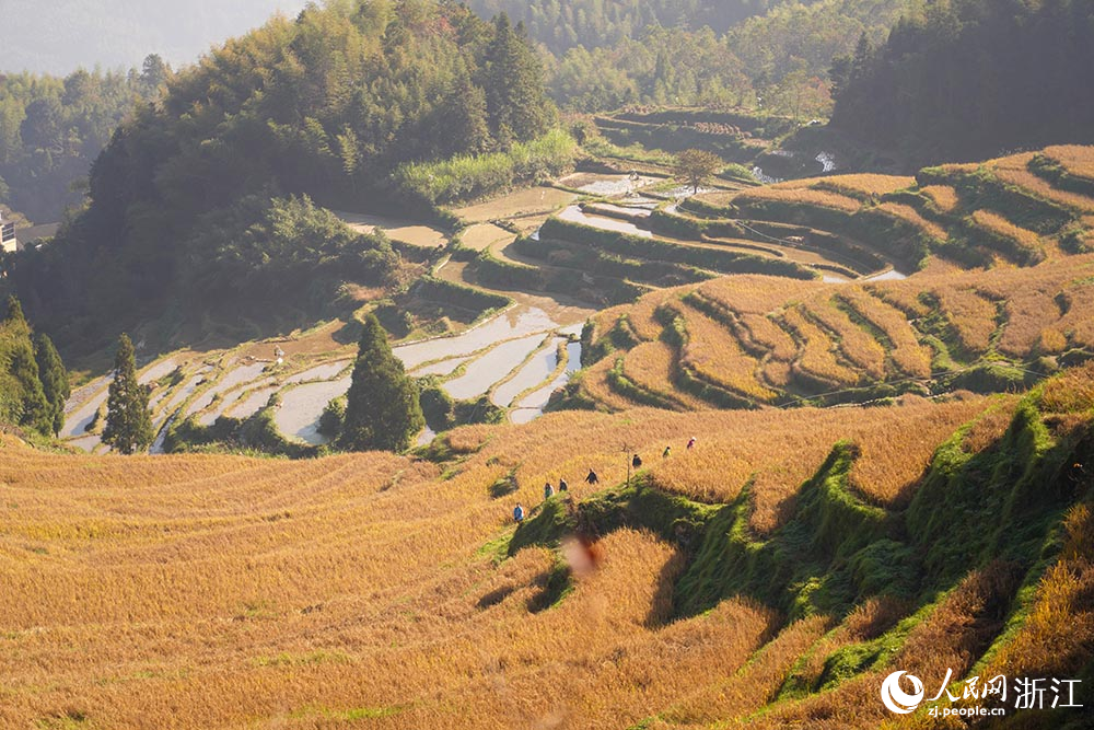 游客在云和梯田欣賞秋色、樂(lè)享時(shí)光。人民網(wǎng) 章勇濤攝