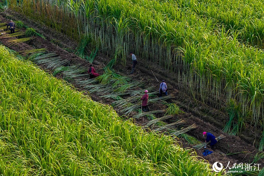 農(nóng)戶在浙江省臺州市黃巖區(qū)甘蔗種植地采收甘蔗。人民網(wǎng) 章勇濤攝