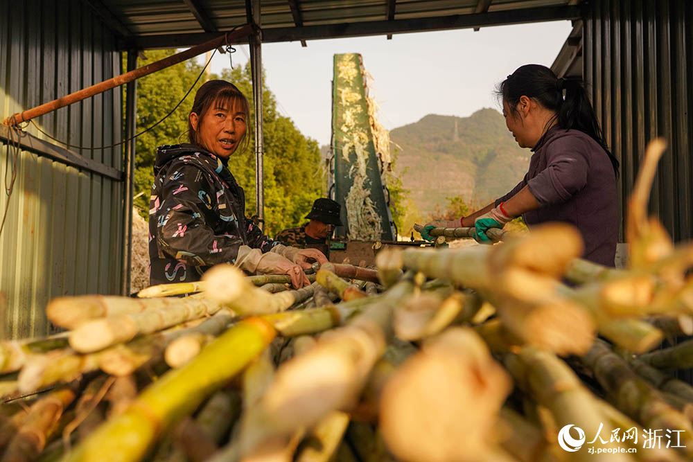 浙江省臺(tái)州市黃巖區(qū)一紅糖廠，榨取甘蔗汁。人民網(wǎng) 章勇濤攝