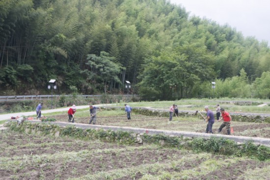 村民在“鳳凰田”種辣椒?？鲁菂^(qū)委宣傳部供圖