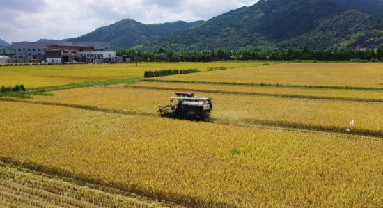 在馬嶼等地的田間地頭，農(nóng)民們搶抓農(nóng)時(shí)，積極組織機(jī)械力量進(jìn)行收割，確保糧食顆粒歸倉(cāng)。
