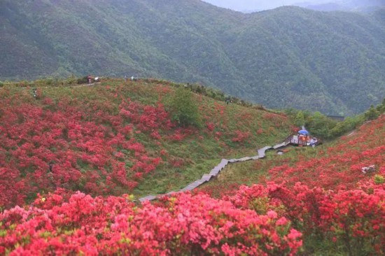 杜鵑花海。智仁鄉(xiāng)供圖
